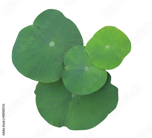 Close up green leaf of lotus or water lily tree isolated on transparent background. Top view of green leaves bush.	