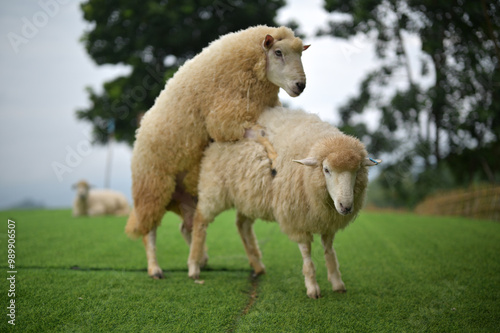 Canvastavla A ram is mating with a ewe in the pasture.