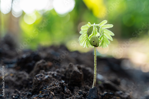 A tiny green seedling is sprouting