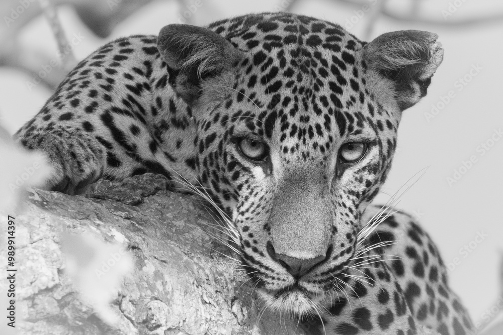 Obraz premium leopards of sri lanka