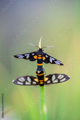 brightly colored moths