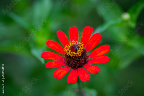 red zinnia flower
