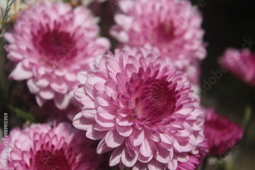 close up of pink dahlia