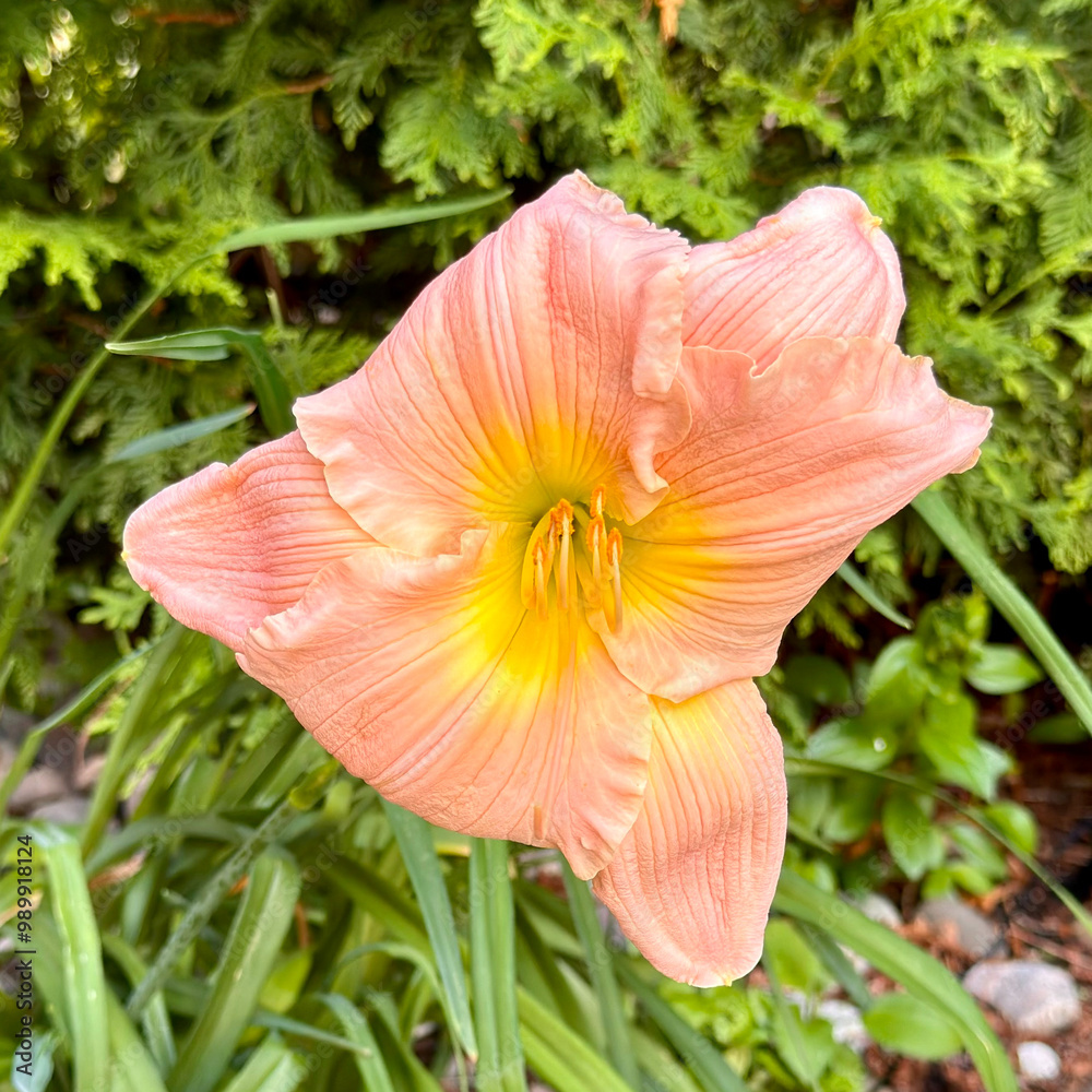 Fototapeta premium flower in the garden