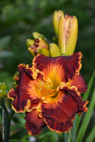 daylily Spacecoast Saltwater Taffy Dark red with yellow-orange watermark and yellow border
 photo