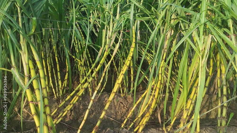 Fototapeta premium Sugarcane cultivation is very good in India