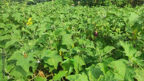 Eggplant plantation field. Agroindustry. Farming landscape. Growing vegetables. Agronomy. Agriculture and agribusiness. Agricultural subsidies. Growing and producing food on the farm. Olericulture photo