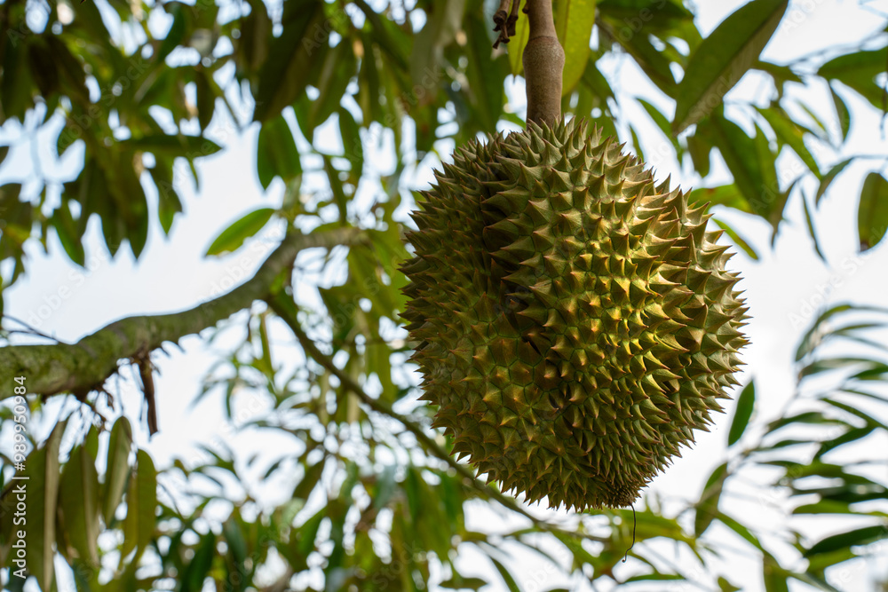 Durian the king of fruits in Asia, Durian fruit on tree in durian farm. Durian the king of fruits in Asia, Durian fruit on tree in durian farm.