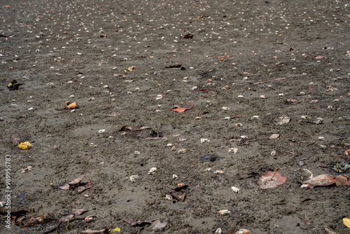 Uca Vocans Fiddler Crab Walking Mangrove. Crab at Mangrove in Rayong Thailand. photo