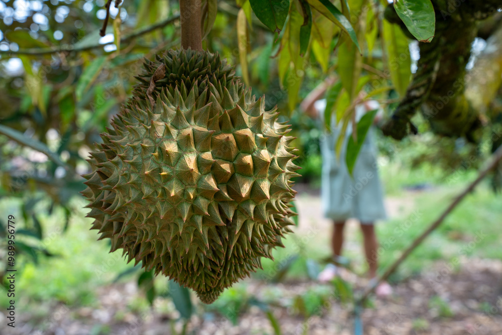 Durian the king of fruits in Asia, Durian fruit on tree in durian farm.