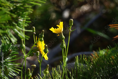 Close up of two vivid yellow dandelions, blurry background