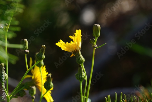 Close up of two vivid yellow dandelions, blurry background
