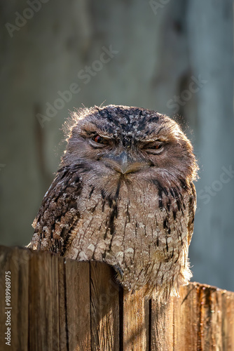 Grumpy looking Tawny Frogmouth photo