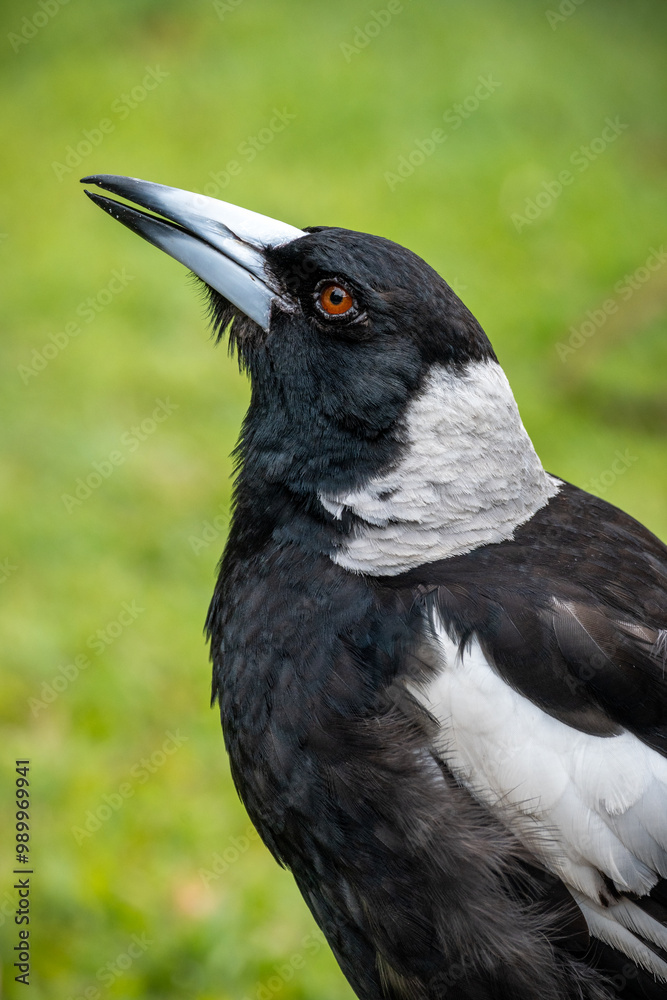 Fototapeta premium Side profile of magpie in backyard