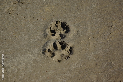 Dog's paw print in dirt clay, shadows in imprint, well lit