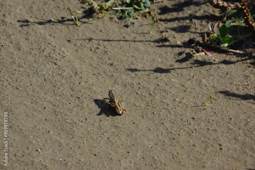 Close up of resting cricket on dirt clay ground