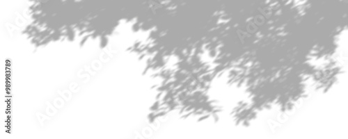 Foto Relaxation shadow leaf environmentally on transparent backgrounds 3d illustratio