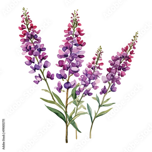 Angelonia Watercolor illustration. isolated on white with clipping path