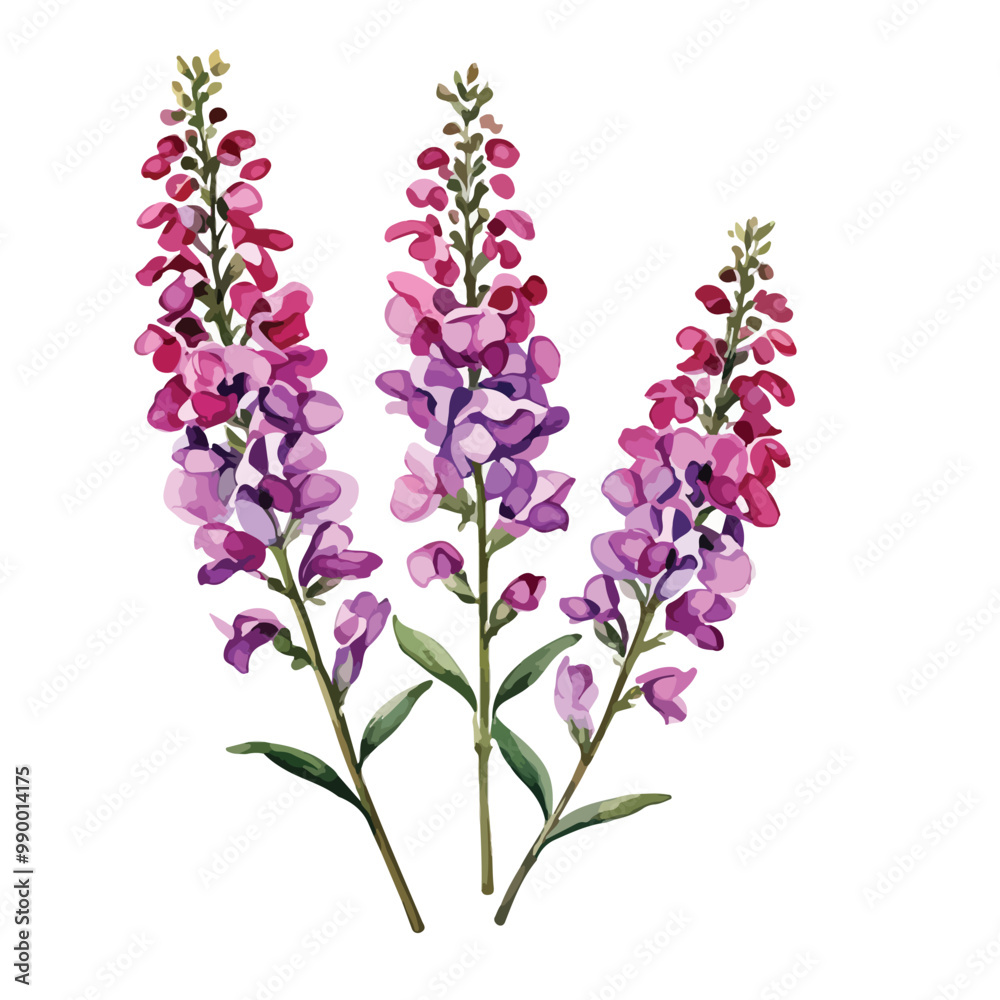 Naklejka premium Angelonia Watercolor illustration. isolated on white with clipping path