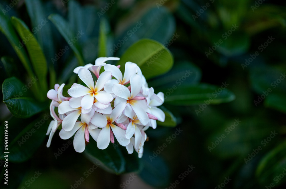Pink and White Plumeria Flowers in Honolulu Hawaii. Pink and White Plumeria Flowers in Honolulu Hawaii.