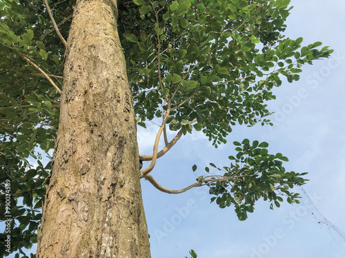Angsana tree bark surface texture. This is a tropical tree that is famous for being expensive in Indonesia. photo