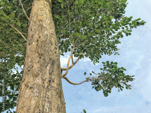 Angsana tree bark surface texture. This is a tropical tree that is famous for being expensive in Indonesia.
