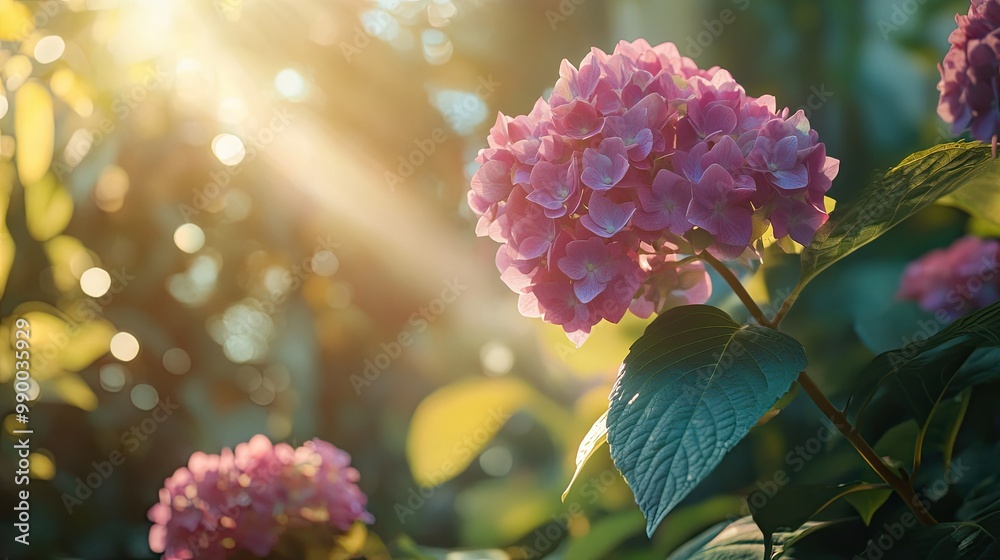 A vibrant hydrangea bush growing in a garden, with the sunlight filtering through the leaves. A vibrant hydrangea bush growing in a garden, with the sunlight filtering through the leaves.