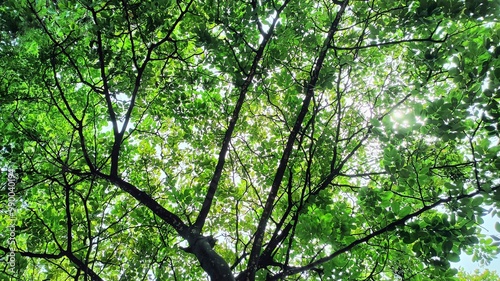 green leaves and sun
