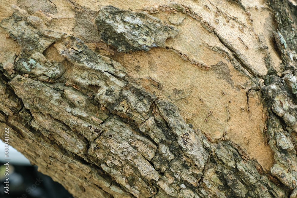 Tree bark texture for background Tree bark texture for background