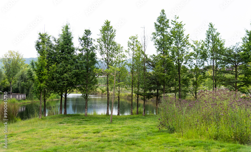 Metasequoia grows by the lake Metasequoia grows by the lake