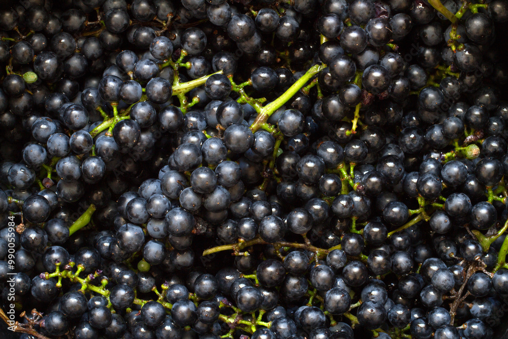 Lots of natural blue grapes. Berries and bunches of organic grapes. Lots of natural blue grapes. Berries and bunches of organic grapes.
