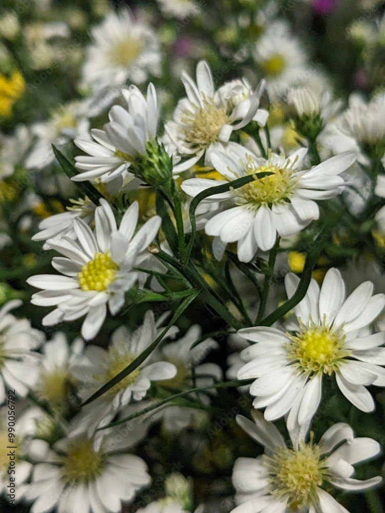 Fototapeta premium daisies in a garden