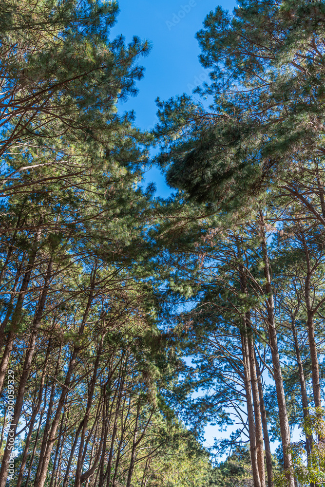 Fototapeta premium Beautiful scenery of tall, dense pine trees