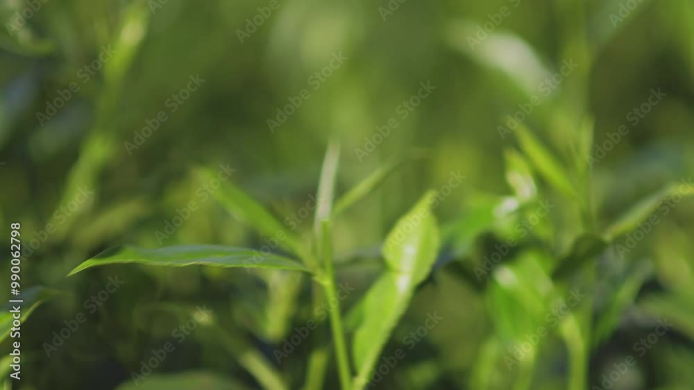 Close-Up of Hand Plucking Fresh Tea Leaf in Plantation Close-Up of Hand Plucking Fresh Tea Leaf in Plantation