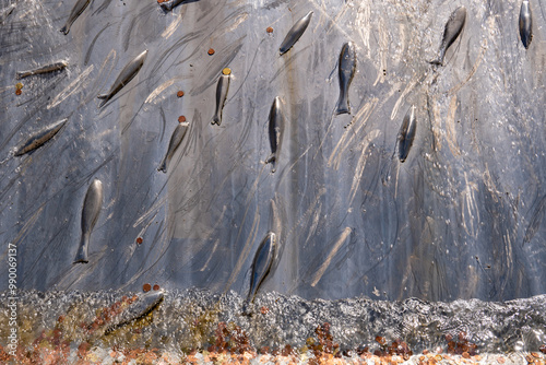 Fažana, Croatia, September 17, 2024. Water fountain (Buriole, 2008), stainless steel, Indian grey marble. Part of the sculpture promenade, on the theme of the silver- blue anchovy (Clupea pilchardus) photo