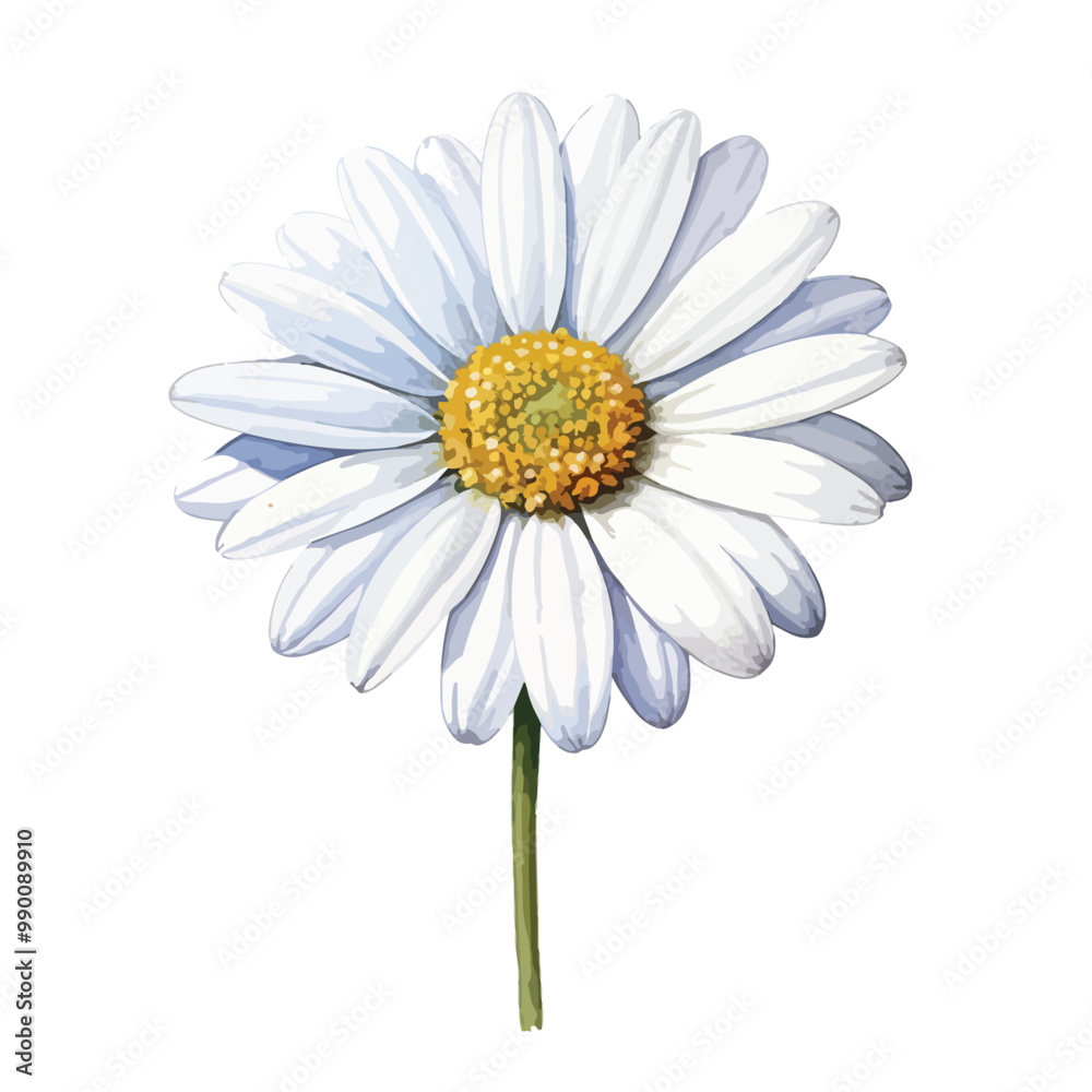 Fototapeta premium elegant beautiful white daisy flower watercolor isolated on white with clipping path