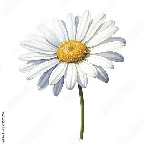 elegant beautiful white daisy flower watercolor isolated on white with clipping path