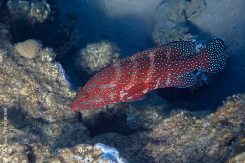 Red coral grouper, scientific name is Cephalopholis miniata, it is marine predator inhabiting coral reefs of the Red Sea, Sinai, Middle East  photo