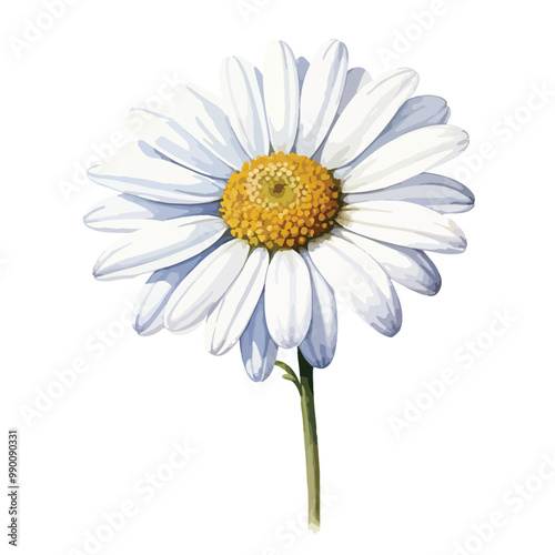elegant beautiful white daisy flower watercolor isolated on white with clipping path