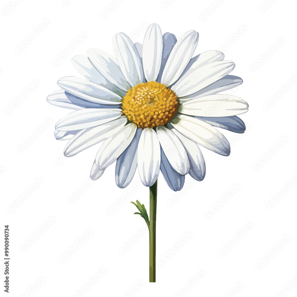 Fototapeta premium elegant beautiful white daisy flower watercolor isolated on white with clipping path