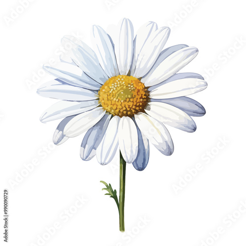 elegant beautiful white daisy flower watercolor isolated on white with clipping path