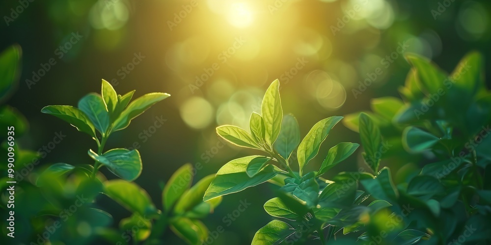 leaves leaves