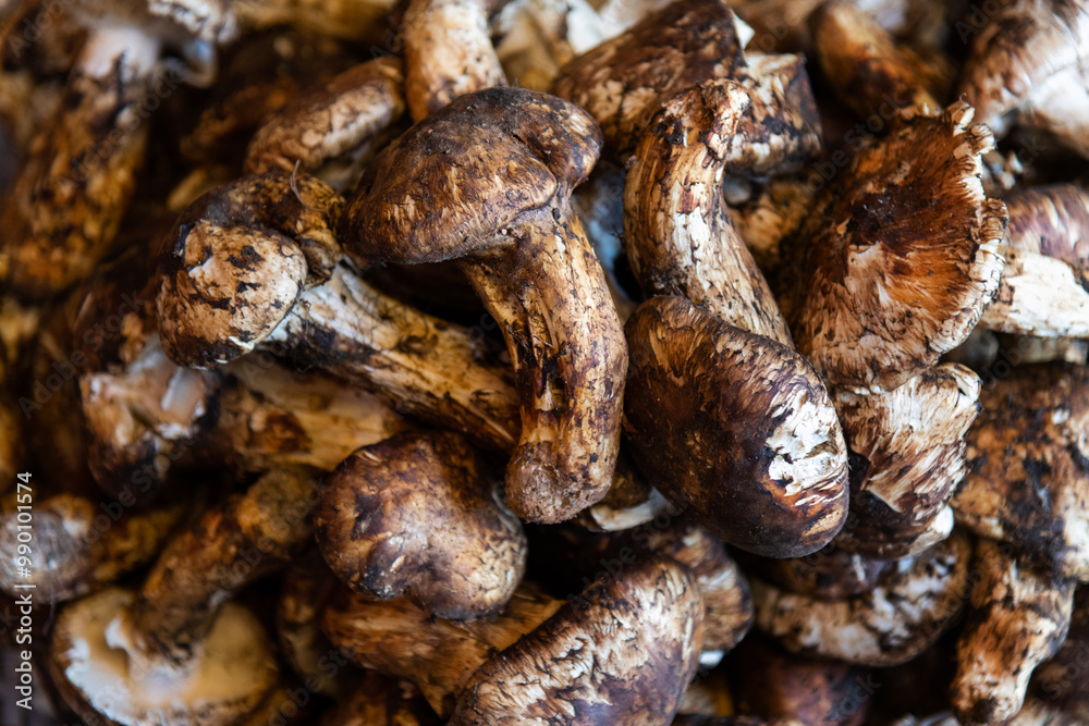 A pile of wild mushrooms A pile of wild mushrooms