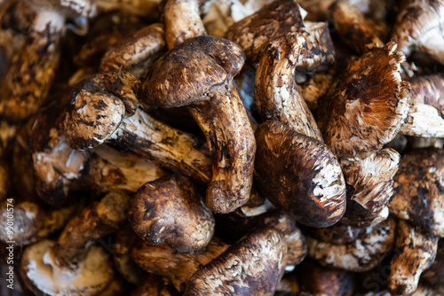 A pile of wild mushrooms