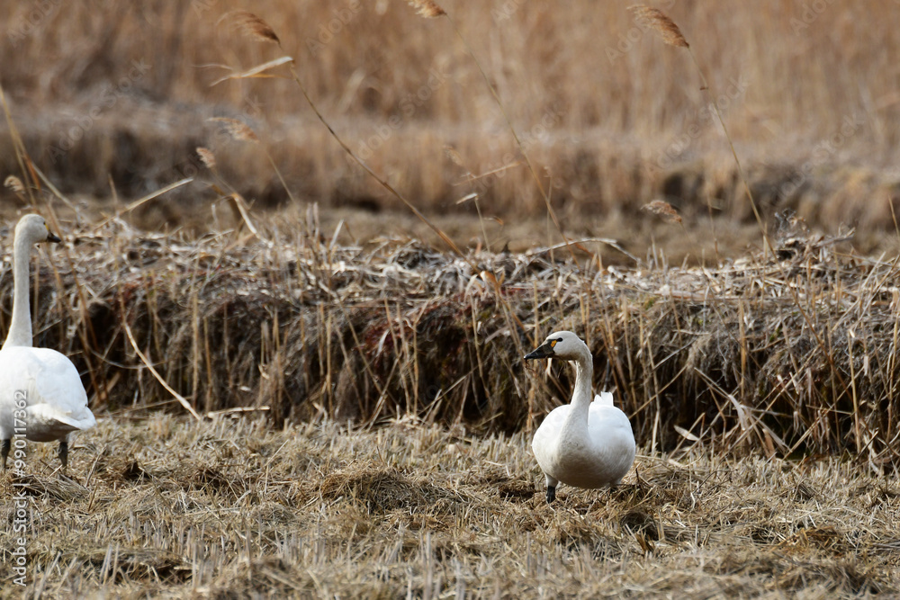 Obraz premium 早春のアメリカコハクチョウ