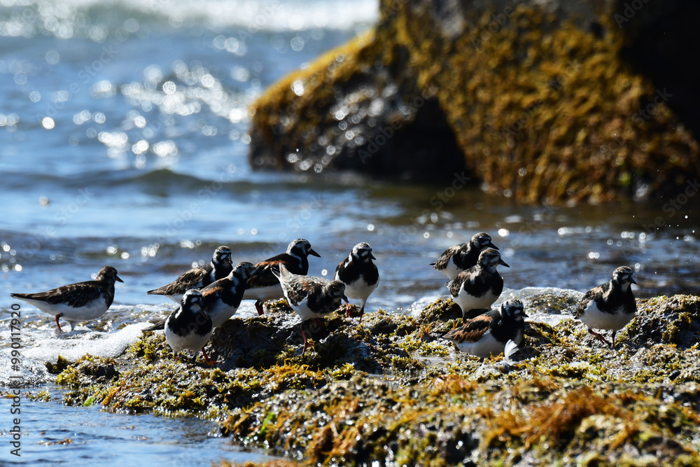 Obraz premium 磯に集まるキョウジョシギ
