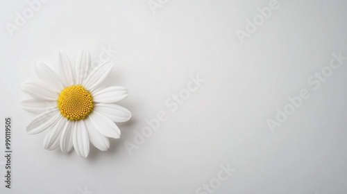 Delicate Daisy Bloom, showcasing a closeup of a vibrant daisy against a pure white backdrop, emphasizing simplicity and elegance in its clean, minimalist presentation.