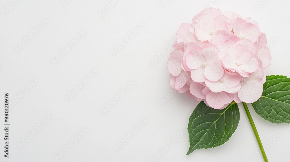 Elegant Hydrangea Bloom, a striking closeup of a vibrant hydrangea flower against a pristine white backdrop, showcasing its intricate petals and serene simplicity. Elegant Hydrangea Bloom, a striking closeup of a vibrant hydrangea flower against a pristine white backdrop, showcasing its intricate petals and serene simplicity.