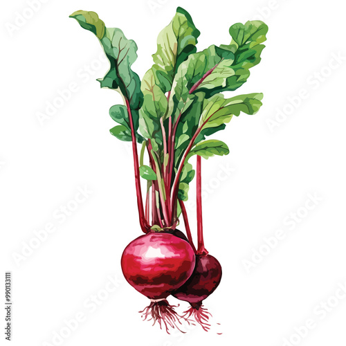 Fresh Beetroot with green leaves. Watercolor hand drawn illustration watercolor isolated on white with clipping path