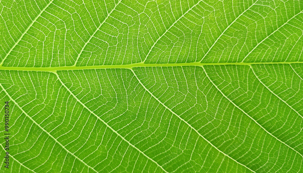 Closeup of green leaf texture background Closeup of green leaf texture background